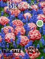 A vibrant garden display featuring diverse tulips and perennials from Breck’s Catalog.