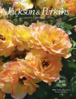 A vibrant garden featuring various rose varieties and perennials inspired by the Jackson & Perkins catalog.