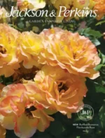 A vibrant garden featuring various rose varieties and perennials inspired by the Jackson & Perkins catalog.