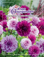 K. Van Bourgondien Catalog: A vibrant garden featuring a variety of spring-blooming Dutch bulbs and lush perennials.
